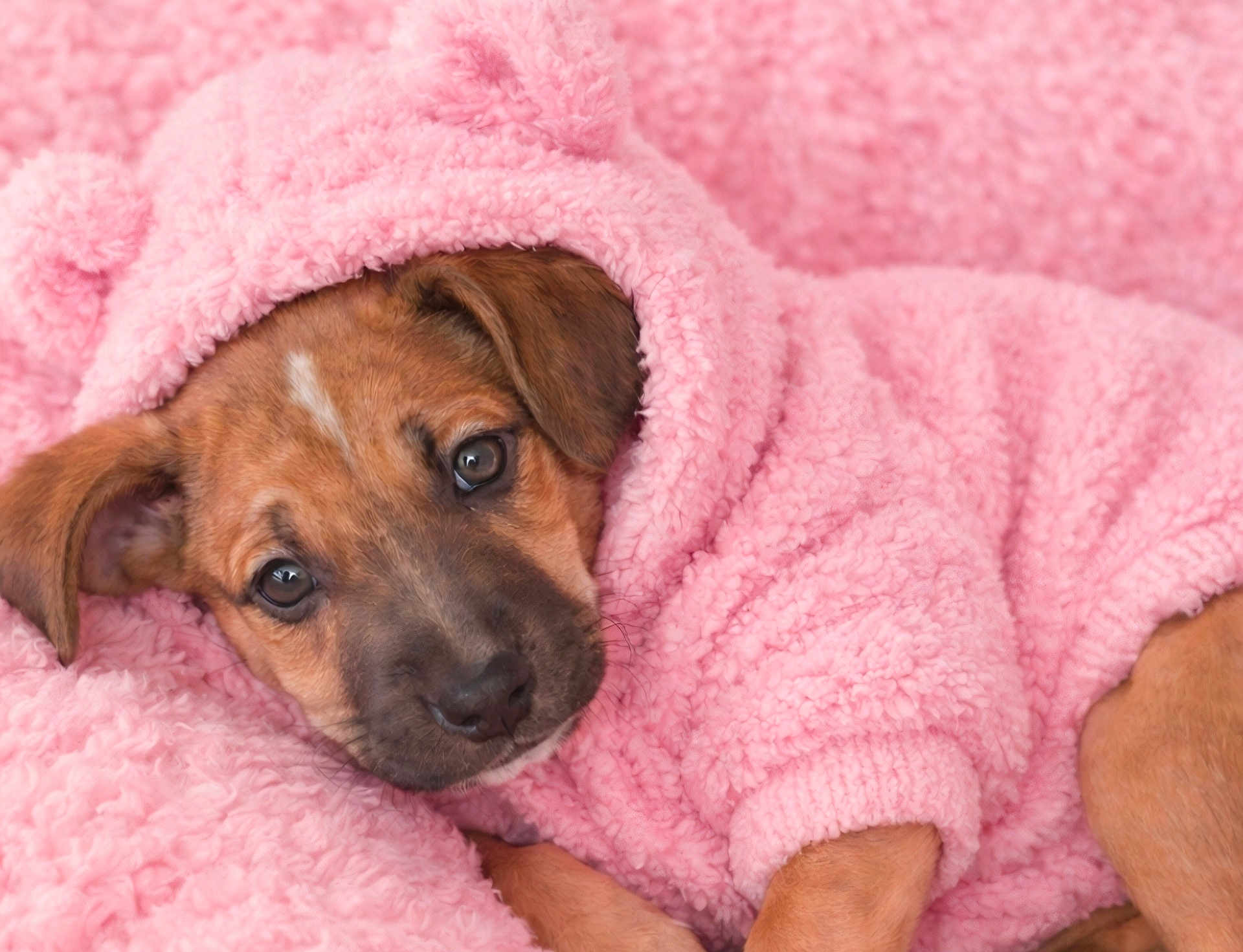 Hazel joined the competition — help win amazing prizes! puppy, dog, pink, hoodie, blanket, cozy, cute, pet, fur, sleepy, soft, snuggle, animal, portrait, young, indoors, warm, comfort, cuddly, brown