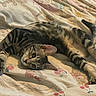 Monte joined the competition — help win amazing prizes! animal, bed, blanket, cat, cozy, curious, cute, domestic, ears, fur, indoor, laying, mammal, pet, relaxed, sleepy, stretching, striped, tabby, whiskers