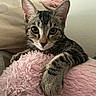 animal, cat, closeup, cozy, curious, cute, domestic_cat, ears, feline, fluffy, indoor, kitten, paw, pet, pink_blanket, resting, soft_texture, tabby, whiskers, young_cat
