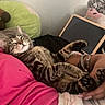 Monte joined the competition — help win amazing prizes! bedroom, bracelet, cat, comfort, cozy, cushion, feline, hand, home, indoor, lap, person, pet, pink_clothing, plush_toy, relaxed, resting, sleeping, striped, tabby