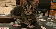 Monte is registered to the contest to win money with this photo: animal, bedroom, cat, clothing, curious, cute, decor, furniture, guitar, indoor, kitten, music_instrument, pet, playing, room, stickers, tabby, window, wood, young