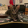 animal, bedroom, cat, clothing, curious, cute, decor, furniture, guitar, indoor, kitten, music_instrument, pet, playing, room, stickers, tabby, window, wood, young