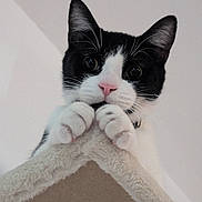 Hawthorn joined the competition — help win amazing prizes! cat, black_and_white, pet, animal, feline, paws, whiskers, pink_nose, curious, indoor, cat_tree, soft_texture, close_up, looking_down, ears, claws, playful, cute, domestic_cat, fur