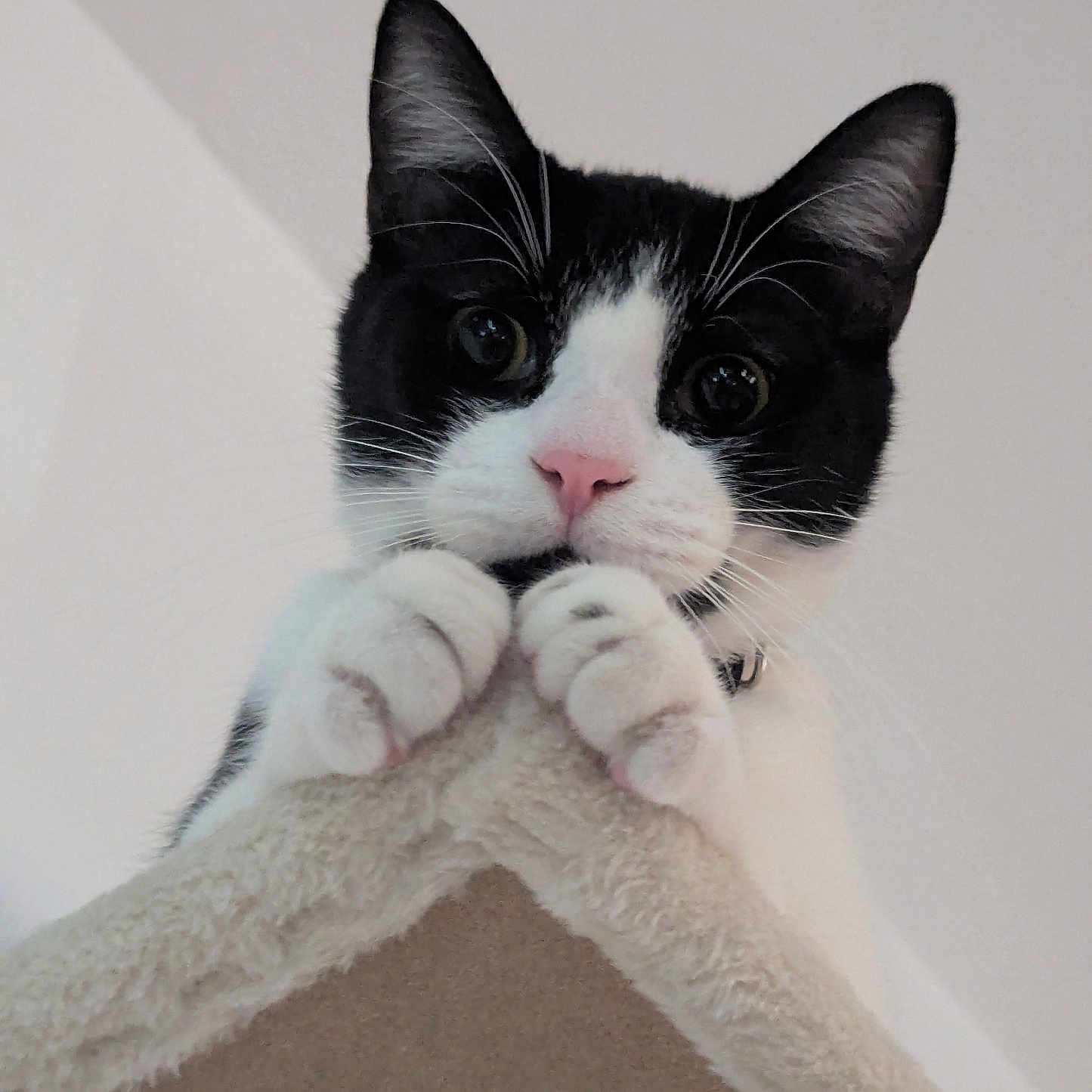 Hawthorn joined the competition — help win amazing prizes! animal, black_and_white, cat, cat_tree, claws, close_up, curious, cute, domestic_cat, ears, feline, fur, indoor, looking_down, paws, pet, pink_nose, playful, soft_texture, whiskers