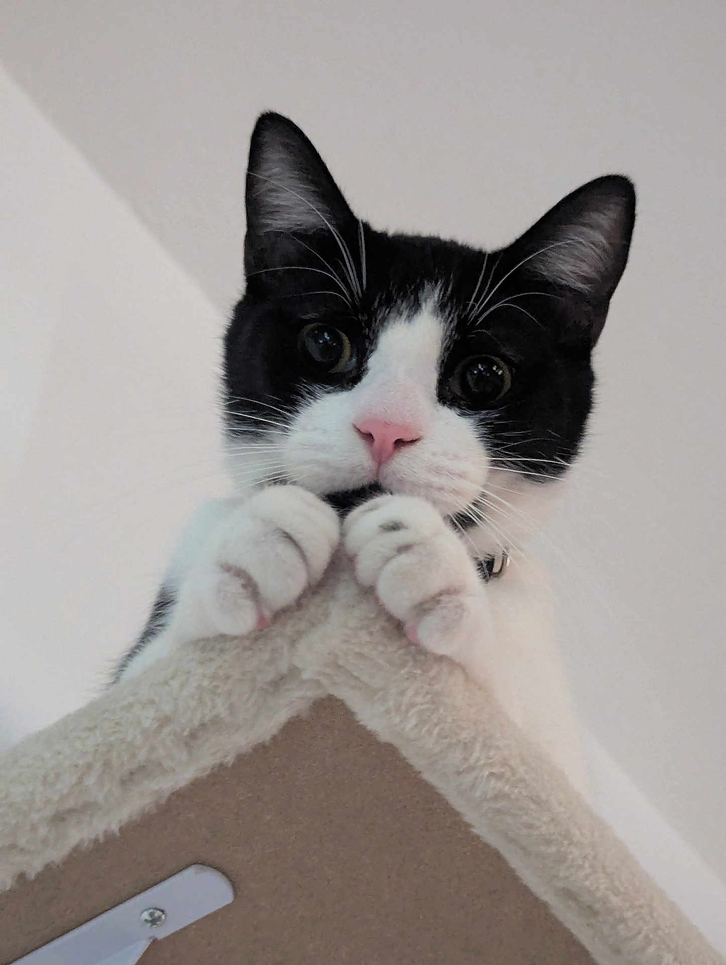 Hawthorn joined the competition — help win amazing prizes! cat, black_and_white, pet, animal, feline, paws, whiskers, pink_nose, curious, indoor, cat_tree, soft_texture, close_up, looking_down, ears, claws, playful, cute, domestic_cat, fur