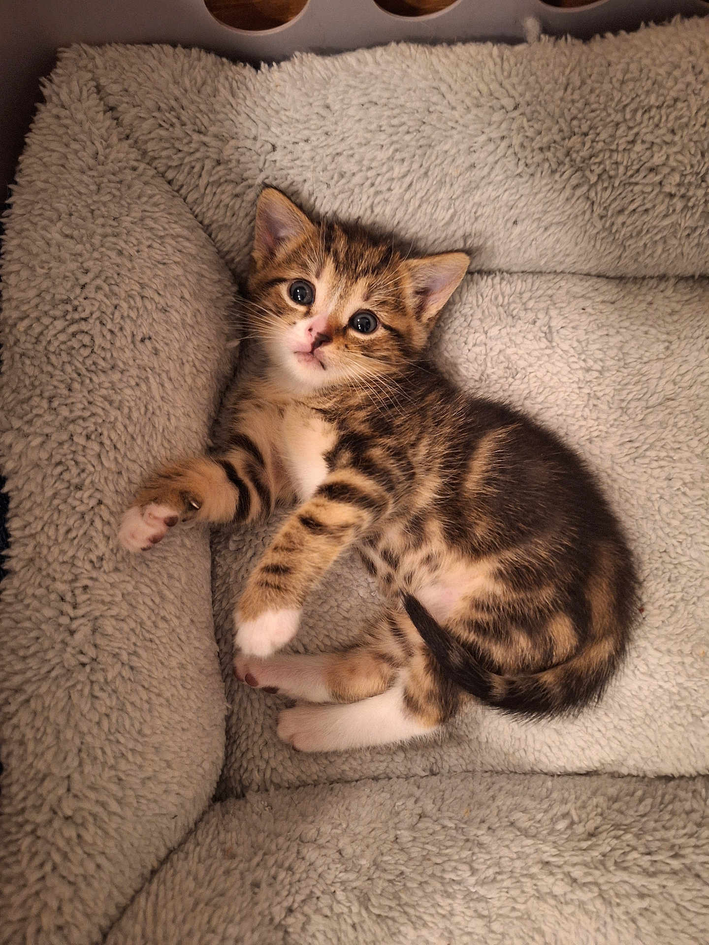 Benjamin joined the competition — help win amazing prizes! kitten, cat, pet, animal, cute, fur, tabby, striped, white_paws, resting, bed, soft, fluffy, cozy, indoor, young, small, sleepy, adorable, curious