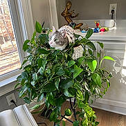Snoopy is registered to the contest to win money with this photo: cat, plant, greenery, indoor, window, light, sweater, basket, decor, statue, wood_floor, candy, cabinet, leaf, houseplant, curious, pet, furniture, home, natural_light