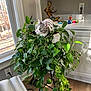 cat, plant, greenery, indoor, window, light, sweater, basket, decor, statue, wood_floor, candy, cabinet, leaf, houseplant, curious, pet, furniture, home, natural_light