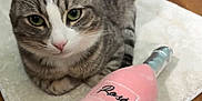 Snoopy joined the competition — help win amazing prizes! cat, tabby_cat, pet, indoor, plush_toy, rosé, soft_mat, floor, wood_floor, feline, cute, relaxed, animal, domestic_animal, toy, pink, gray, white, close_up, resting