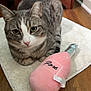 cat, tabby_cat, pet, indoor, plush_toy, rosé, soft_mat, floor, wood_floor, feline, cute, relaxed, animal, domestic_animal, toy, pink, gray, white, close_up, resting
