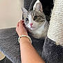 Snoopy is registered to the contest to win money with this photo: cat, gray_and_white, pet, hand, bracelet, cat_tree, curious, wide_eyes, cozy, feline, indoor, scratching_post, soft_texture, animal, close_up, alert, young_cat, cute, domestic_cat, playful