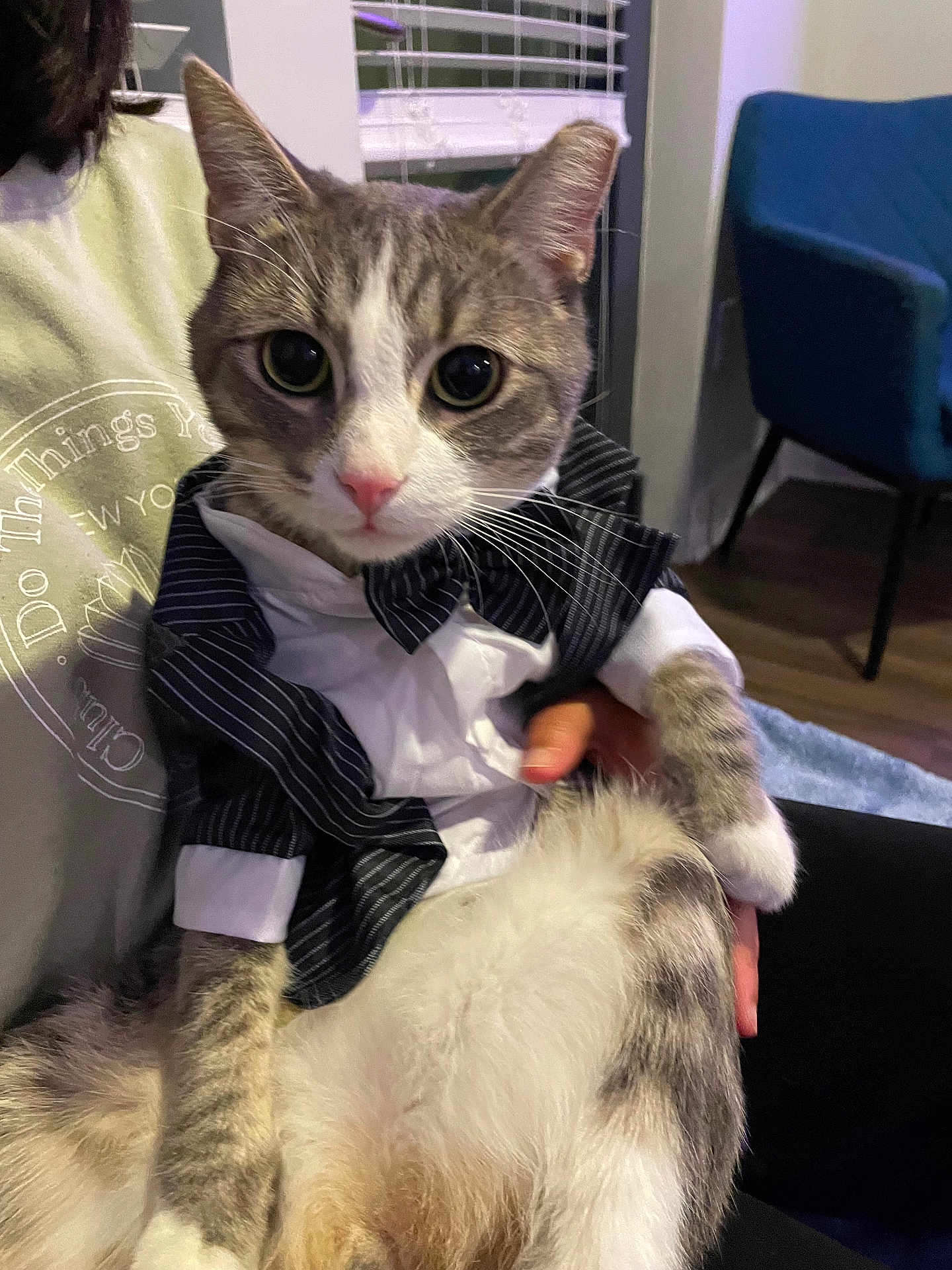 Snoopy is registered to the contest to win money with this photo: cat, tuxedo, pet, indoor, person, hand, feline, costume, clothing, window, chair, fur, whiskers, animal, eyes, portrait, sitting, domestic, cute, holding