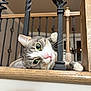 Snoopy is registered to the contest to win money with this photo: cat, pet, indoor, staircase, railing, iron_bars, wood, animal, whiskers, closeup, green_eyes, pink_nose, curious, resting, feline, paw, cozy, home, cute, portrait