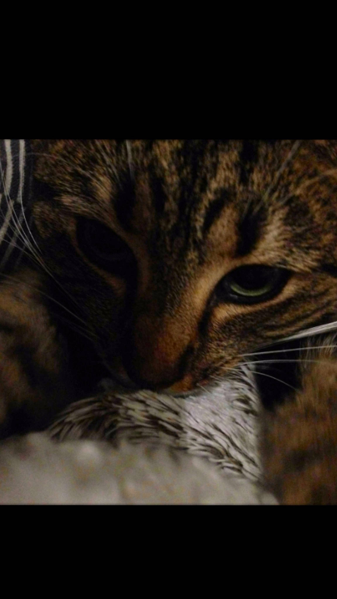 Praline a rejoint le concours — aidez-le/la à gagner de superbes lots ! asian, bengal, california_spangled, carnivore, cat, close_up, domestic_short_haired_cat, dragon_li, european_shorthair, eye, felidae, fur, mammal, nose, ocicat, pixie_bob, small_to_medium_sized_cats, snout, tabby_cat, whiskers