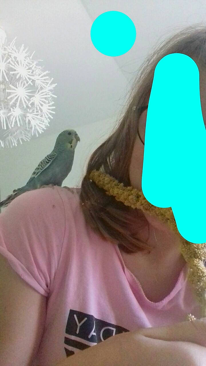 Pitchou participe au concours pour gagner de l'argent avec cette photo : beak, bird, budgie, feather, parakeet, perching_bird, songbird, turquoise