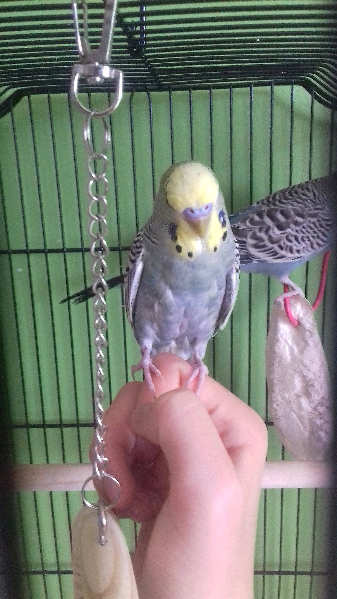 Pitchou a rejoint le concours — aidez-le/la à gagner de superbes lots ! animal_shelter, beak, bird, bird_supply, budgie, cage, cockatiel, feather, hand, parakeet, parrot, tail, vertebrate, violet, wing