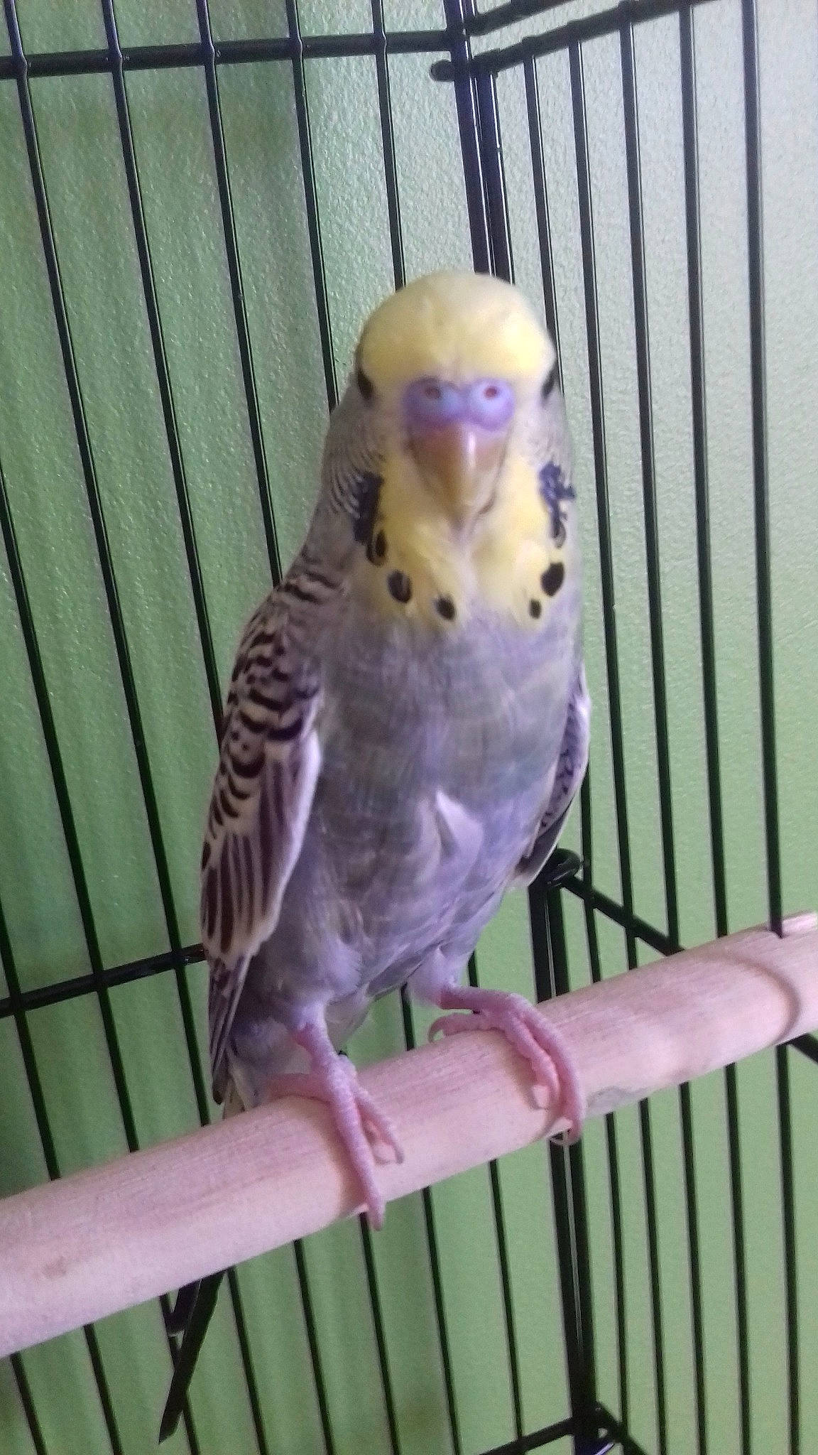 Pimkie a rejoint le concours — aidez-le/la à gagner de superbes lots ! beak, bird, budgie, cage, feather, parakeet, parrot, tail, vertebrate, violet, wing