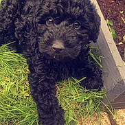 Willow joined the competition — help win amazing prizes! adorable, animal, black_fur, curly_fur, cute, dog, fur, garden, grass, greenery, looking_up, lying_down, nature, outdoor, pet, plant_bed, puppy, small_dog, soil, young_dog