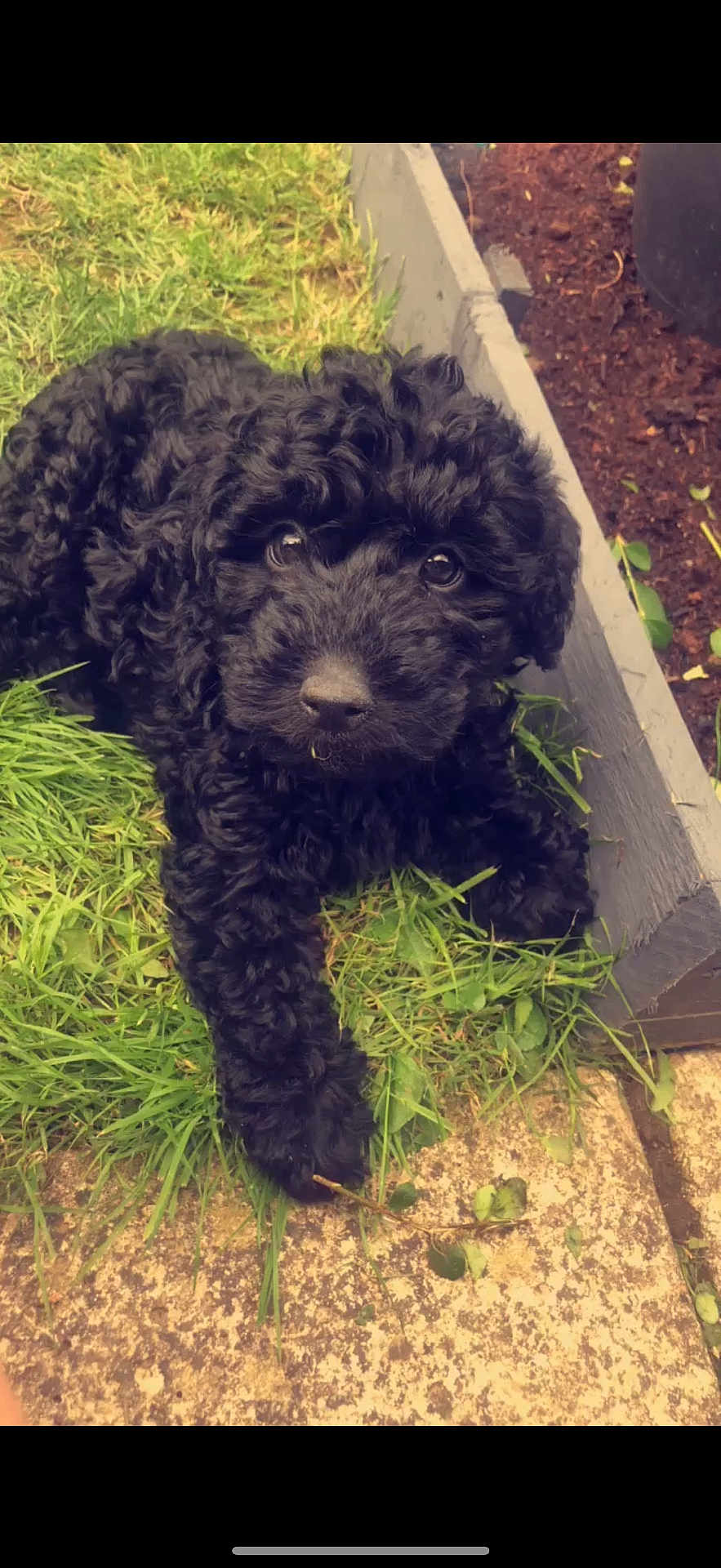 Willow joined the competition — help win amazing prizes! adorable, animal, black_fur, curly_fur, cute, dog, fur, garden, grass, greenery, looking_up, lying_down, nature, outdoor, pet, plant_bed, puppy, small_dog, soil, young_dog