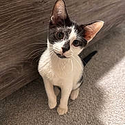 Remy is registered to the contest to win money with this photo: cat, kitten, black_and_white, pet, indoor, carpet, wooden_furniture, curious, head_tilt, whiskers, fur, small, cute, animal, mammal, young, sitting, close_up, domestic_cat, portrait