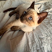 Thai is registered to the contest to win money with this photo: cat, siamese, blue_eyes, collar, bell, bed, bedspread, fur, animal, pet, indoor, curious, whiskers, ears, paws, resting, cozy, light, texture, feline