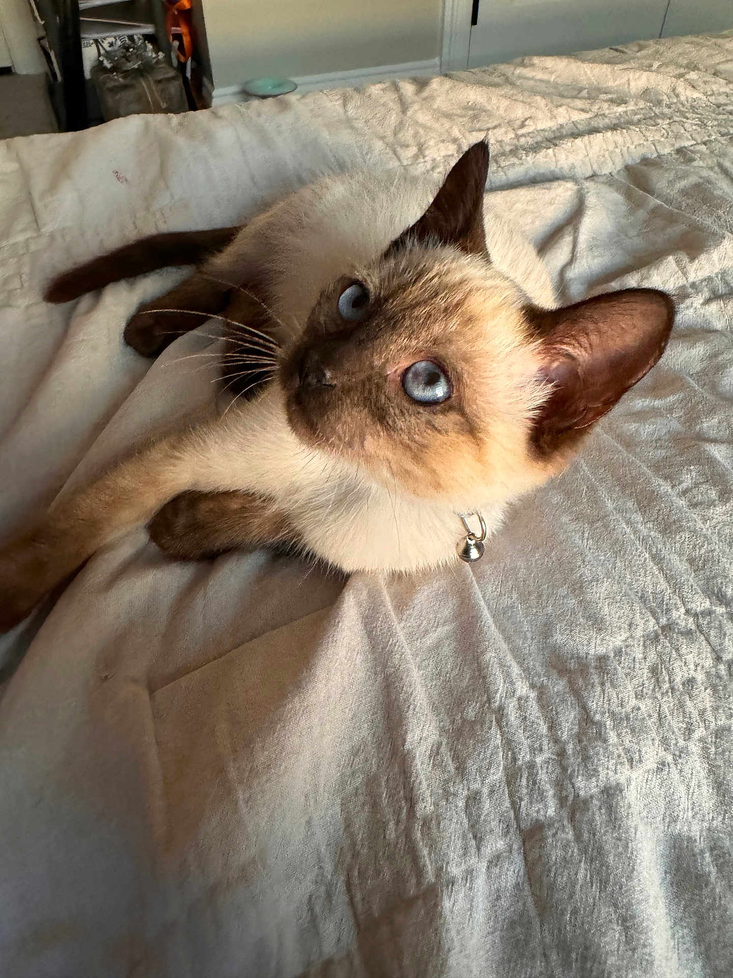 Thai
