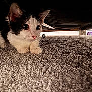 Alfie is registered to the contest to win money with this photo: kitten, cat, carpet, indoor, pet, animal, crouching, black_and_white, fur, whiskers, ears, eyes, curious, bed, floor, shadow, soft_texture, closeup, young, feline