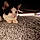 Alfie