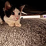 kitten, cat, carpet, indoor, pet, animal, crouching, black_and_white, fur, whiskers, ears, eyes, curious, bed, floor, shadow, soft_texture, closeup, young, feline