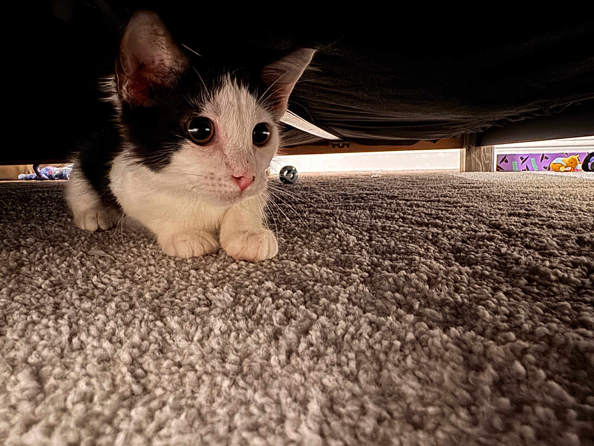 Alfie