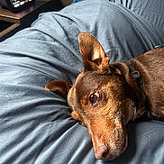 ïago participe au concours pour gagner de l'argent avec cette photo : dog, brown_dog, pet, lying_down, blue_blanket, bedroom, indoor, relaxed, close_up, ear, collar, smart_device, music, technology, wooden_furniture, home, cozy, resting, portrait, animal