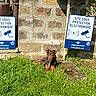 ïago a rejoint le concours — aidez-le/la à gagner de superbes lots ! dog, grass, security_sign, stone_wall, outdoor, sunlight, rustic, brown_dog, animal, nature, warning_sign, electronic_protection, leash, pet, guard_dog, greenery, daytime, vigilant, resting, canine