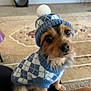 dog, small_dog, puppy, clothing, sweater, hat, pom_pom, indoor, carpet, pattern, cute, pet, animal, looking_up, fur, sitting, lap, cozy, warm, portrait