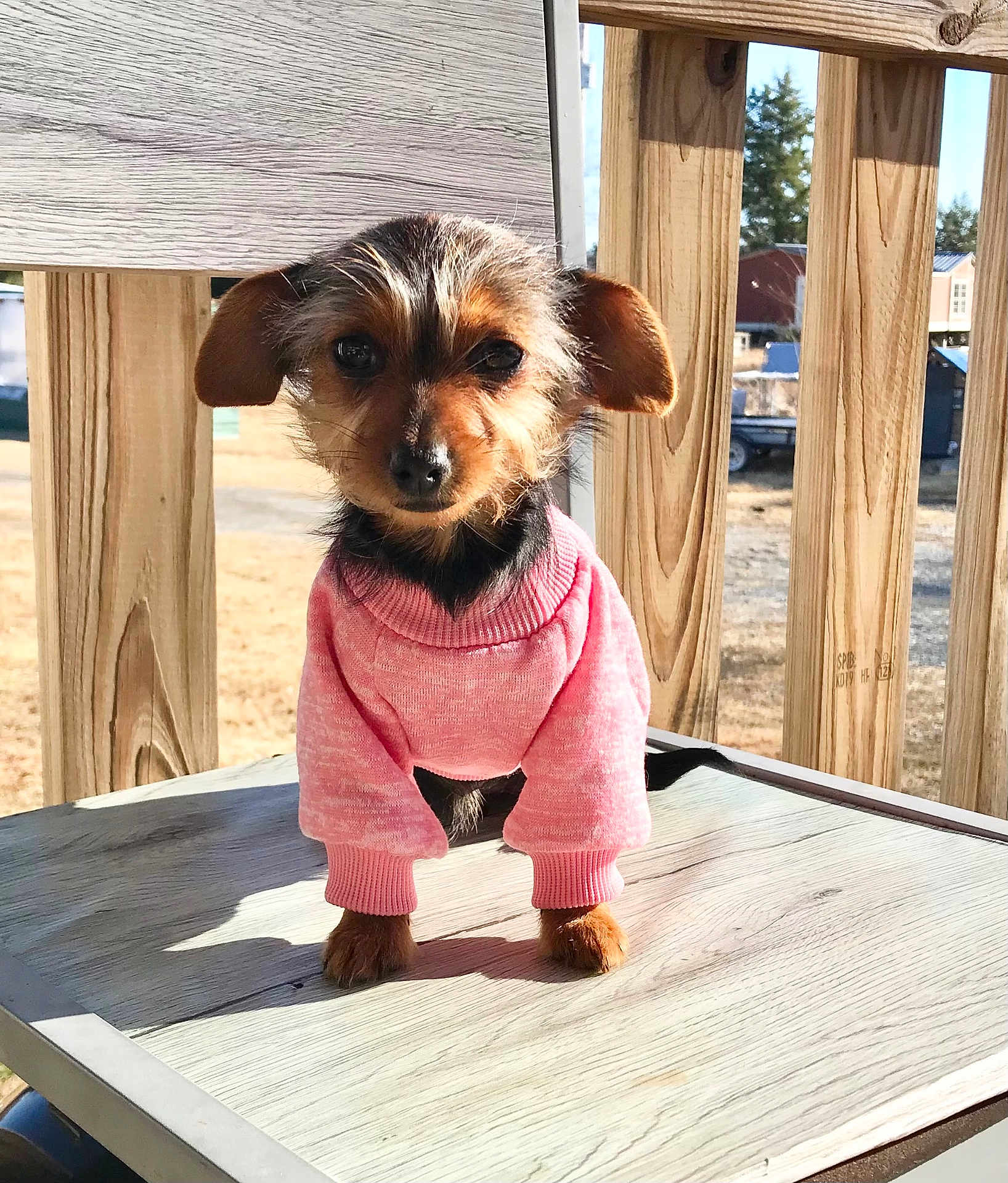 Bella