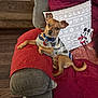 Petey is registered to the contest to win money with this photo: animal, brown_dog, casual_pose, companion, couch, cozy, curious, dog, furniture, home, indoor, living_room, mickey_mouse, pet, pillow, red_quilt, relaxed, small_dog, sweater, wood_floor