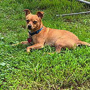 Petey is registered to the contest to win money with this photo: dog, brown_dog, small_dog, collar, tag, grass, outdoor, pet, animal, lying_down, greenery, ears, fur, nature, canine, summer, relaxed, daylight, cute, watchful