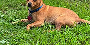 Petey is registered to the contest to win money with this photo: animal, brown_dog, canine, collar, cute, daylight, dog, ears, fur, grass, greenery, lying_down, nature, outdoor, pet, relaxed, small_dog, summer, tag, watchful
