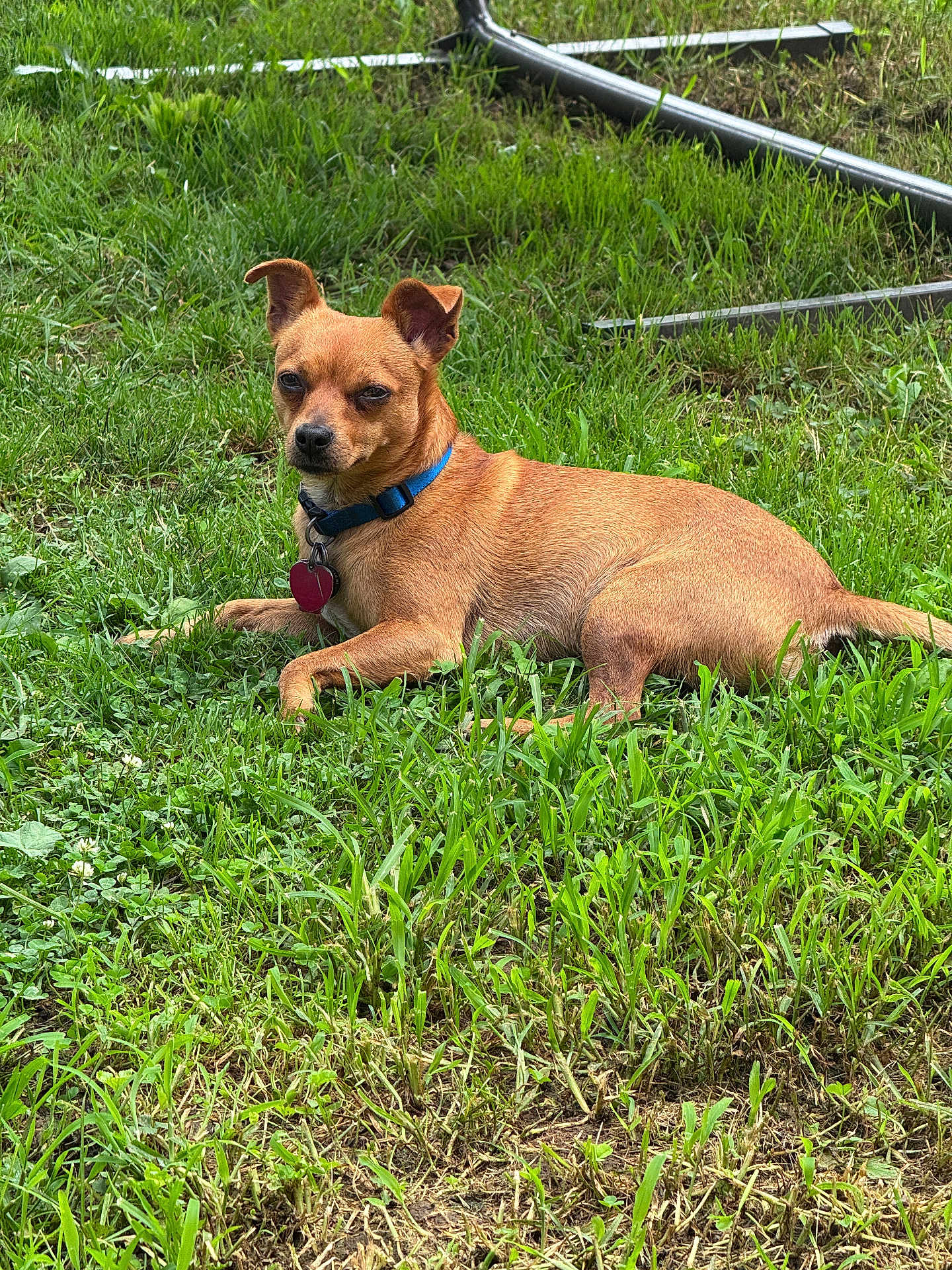 Petey is registered to the contest to win money with this photo: dog, brown_dog, small_dog, collar, tag, grass, outdoor, pet, animal, lying_down, greenery, ears, fur, nature, canine, summer, relaxed, daylight, cute, watchful