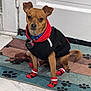 Petey is registered to the contest to win money with this photo: animal, brown_dog, clothing, collar, cute, dog, domestic, door, floor, hoodie, indoor, looking, paw_print, pet, puppy, rug, sitting, small_dog, socks, toy