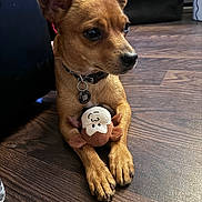 Petey is registered to the contest to win money with this photo: animal, brown_dog, collar, companionship, cute, dog, domestic, floor, front_paws, indoor, looking_away, lying_down, pet, playful, puppy, small_dog, stuffed_animal, toy, wooden_floor, young_dog