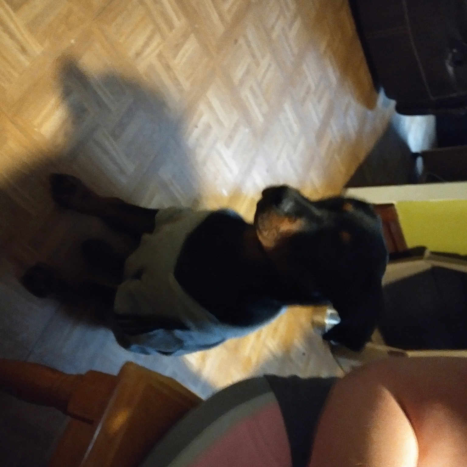 Remi is registered to the contest to win money with this photo: canidae, human_leg, leg, sporting_group