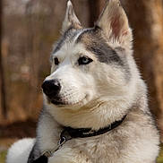 Circe joined the competition — help win amazing prizes! dog, siberian_husky, blue_eyes, fur, outdoor, nature, forest, leash, collar, pet, animal, mammal, portrait, canine, cute, fluffy, alert, side_view, winter_coat, domestic_animal