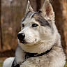 dog, siberian_husky, blue_eyes, fur, outdoor, nature, forest, leash, collar, pet, animal, mammal, portrait, canine, cute, fluffy, alert, side_view, winter_coat, domestic_animal