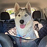 Circe joined the competition — help win amazing prizes! dog, husky, heterochromia, tongue_out, car_interior, backseat, pet, animal, happy, fluffy, seat, headrest, window, sunlight, seat_cover, collar, leash, road, trees, daytime