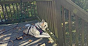 Circe is registered to the contest to win money with this photo: dog, husky, deck, wooden_deck, leaves, autumn, harness, outdoor, nature, trees, forest, sunlight, shadow, pet, canine, railing, daylight, curious, resting, animal