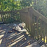 dog, husky, deck, wooden_deck, leaves, autumn, harness, outdoor, nature, trees, forest, sunlight, shadow, pet, canine, railing, daylight, curious, resting, animal