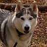 Circe joined the competition — help win amazing prizes! dog, husky, leash, outdoor, autumn, leaves, nature, animal, pet, canine, alert, heterochromia, fur, muzzle, ears, portrait, walking, park, daylight, friendly