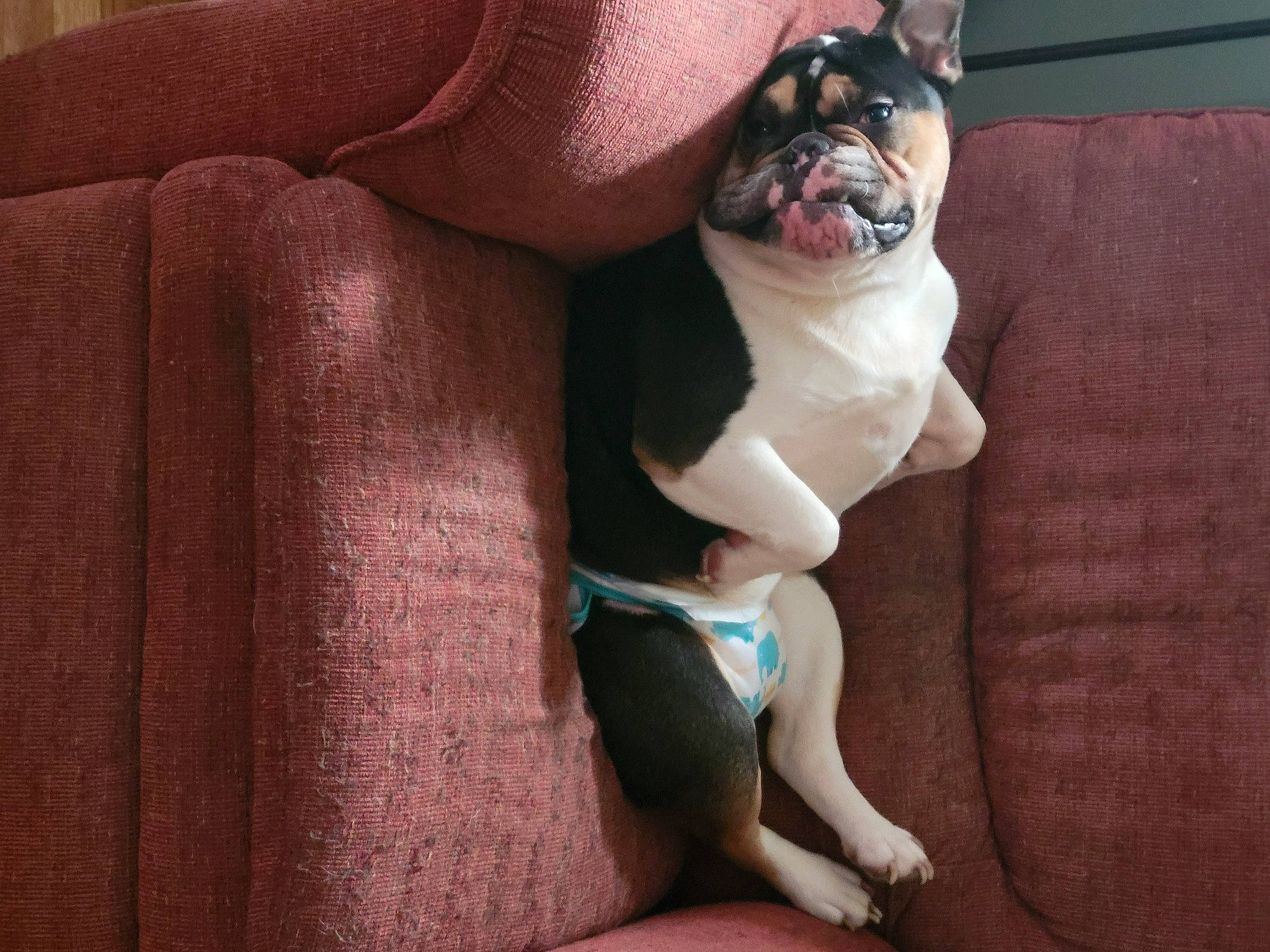 Finn is registered to the contest to win money with this photo: bulldog, carnivore, chest, comfort, companion_dog, dog, dog_breed, elbow, fawn, human_body, human_leg, knee, linens, mouth, snout, thigh, toy_dog, trunk, whiskers, wrinkle