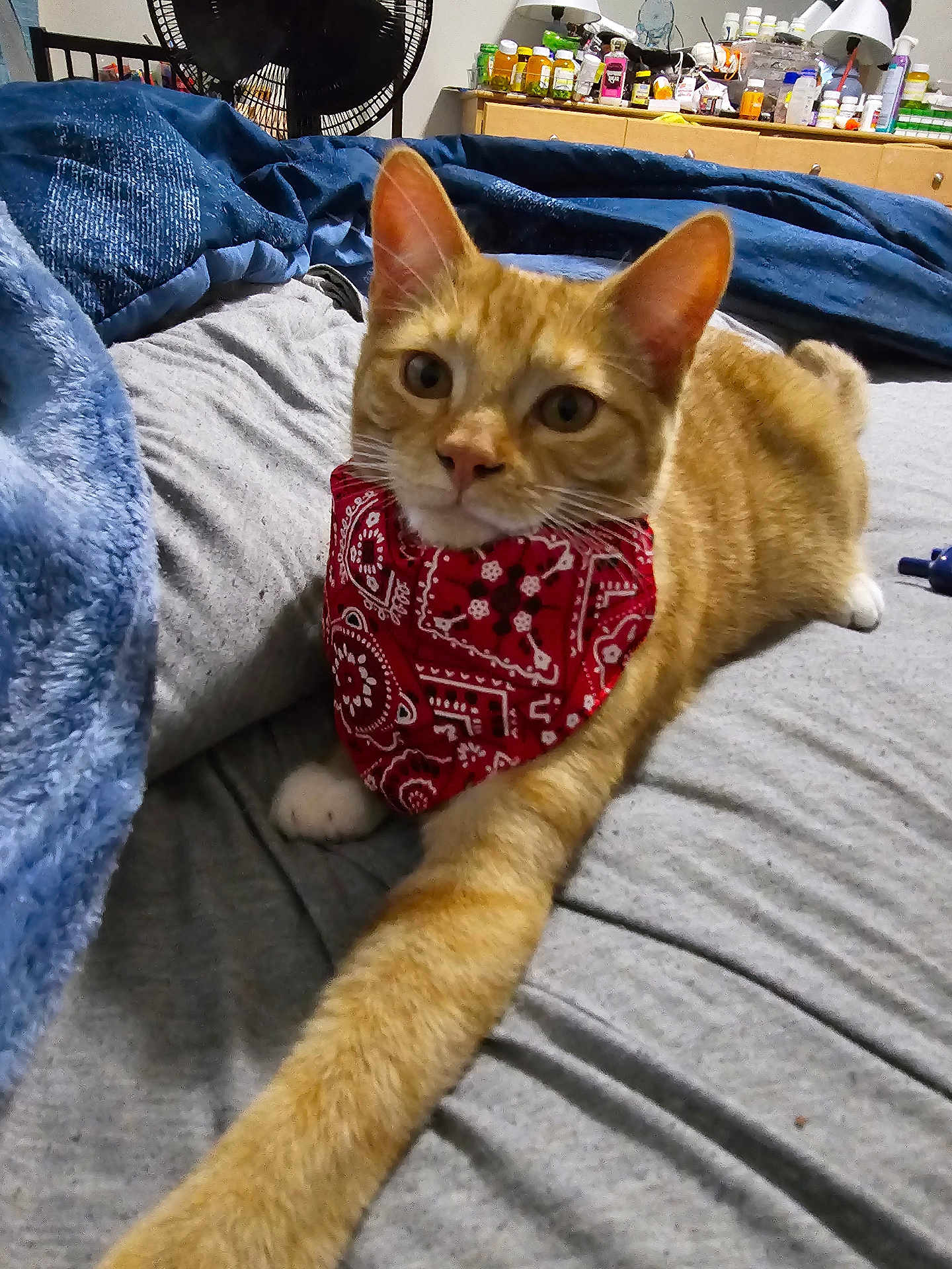 Scotch is registered to the contest to win money with this photo: cat, orange_tabby, bandana, bed, blanket, paw, feline, indoor, cozy, gray_bedspread, curious, pet, cute, resting, domestic_animal, fur, whiskers, ears, dresser, fan