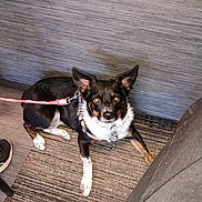 Lola is registered to the contest to win money with this photo: alert, animal, black_dog, carpet, collar, dog, ears_up, floor, furniture, indoor, leash, looking_up, pet, resting, service_dog, shoe, tag, tan_fur, wall, white_fur